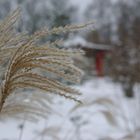 im Fostbotanischen Garten Eberswalde