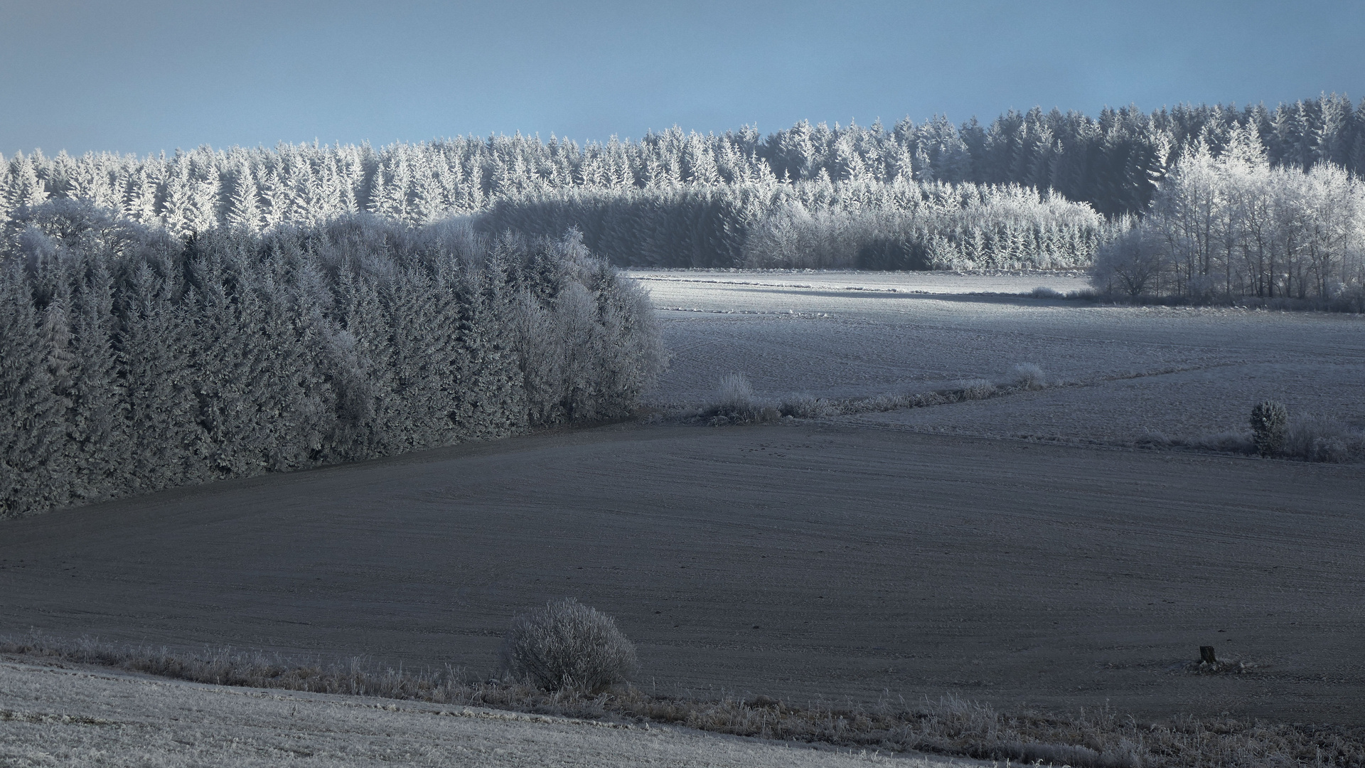 Im Frankenwald gleich hinterm Nebel