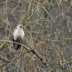 Im Frankfurter Ostpark: Der Mäusebussard