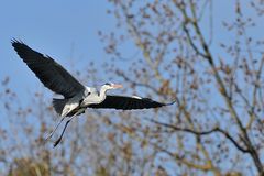 Im Frankfurter Ostpark: Graureiher – Flug 01