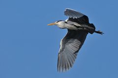  Im Frankfurter Ostpark: Graureiher – Flug 02