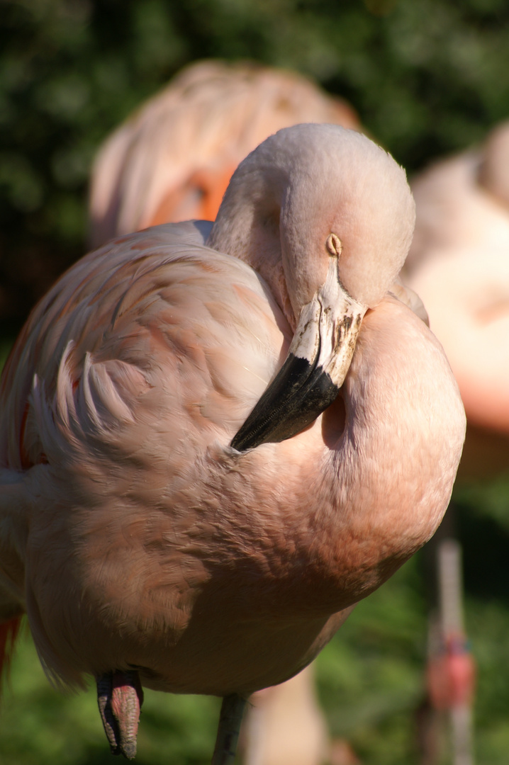 im Frankfurter Zoo 2011