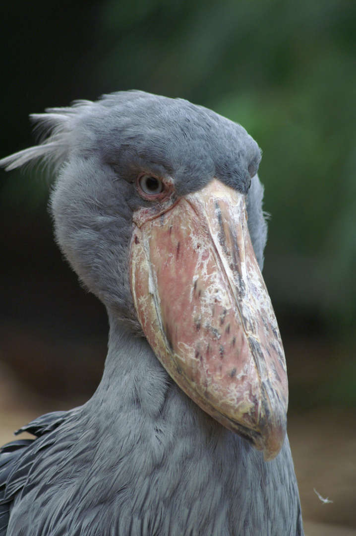 im Frankfurter Zoo 2011, Schuhschnabel