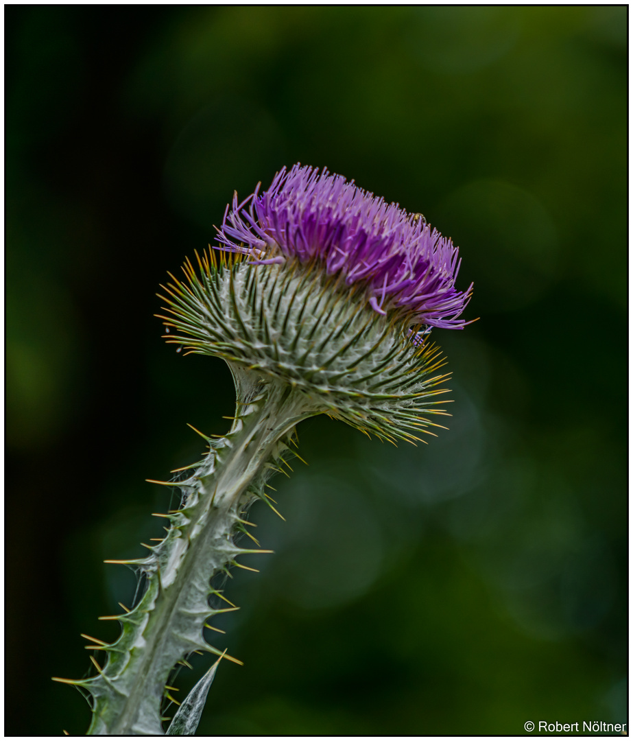 Im französischen Garten 01