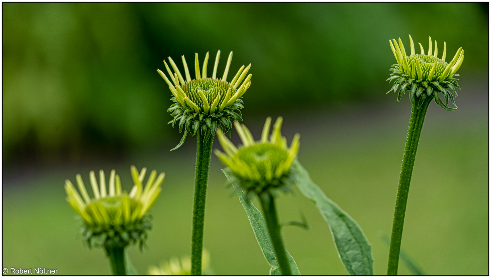 Im französischen Garten 04