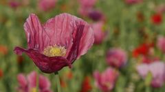 Mohn verschiedene