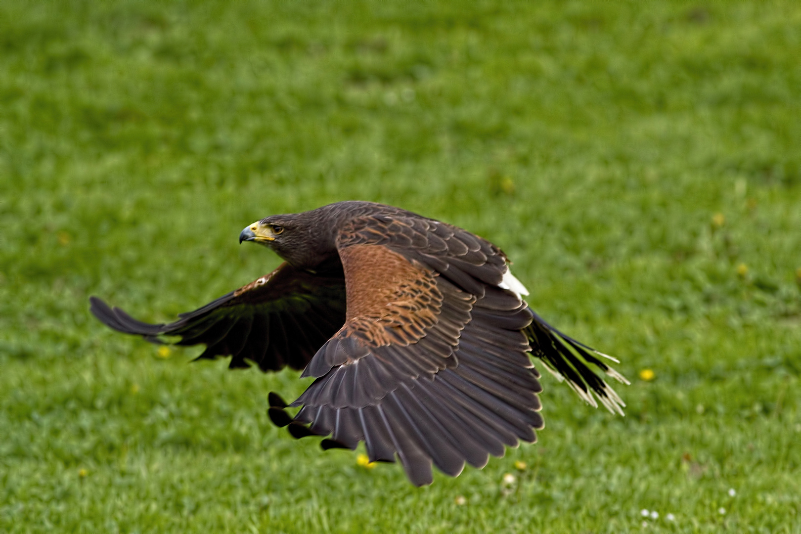 Im freien Flug