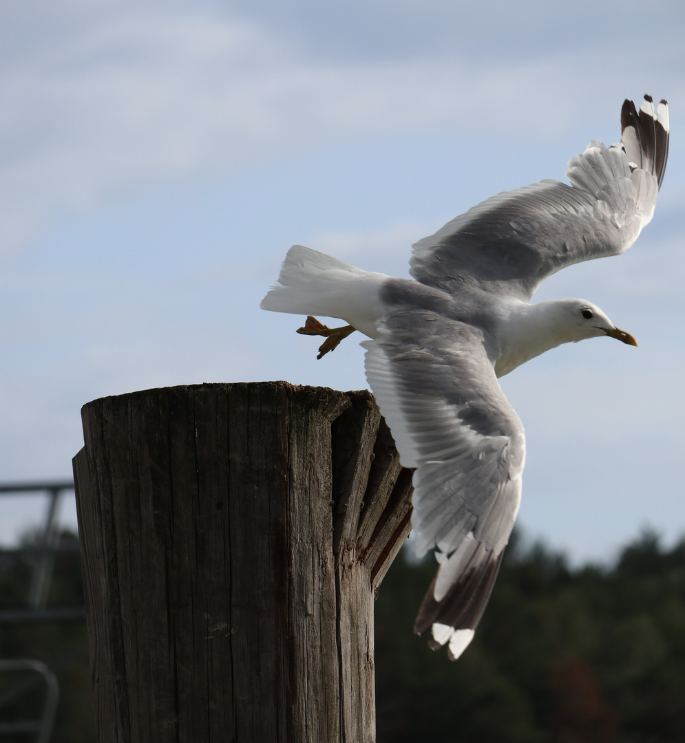 Im freien Flug