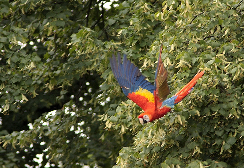 Im freien Flug