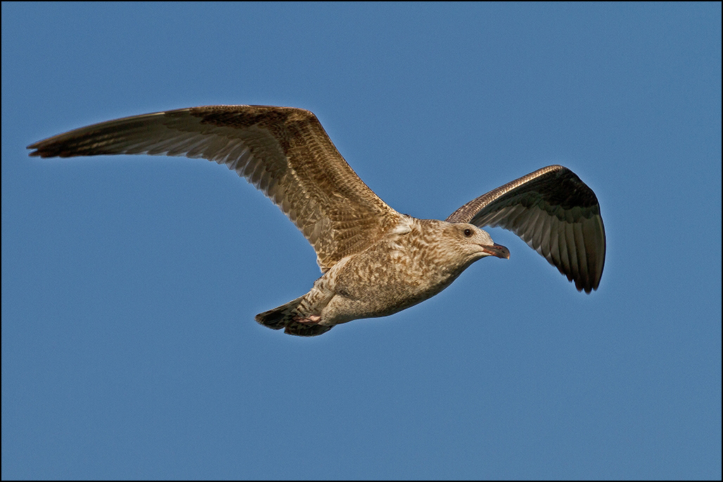 Im Freiflug