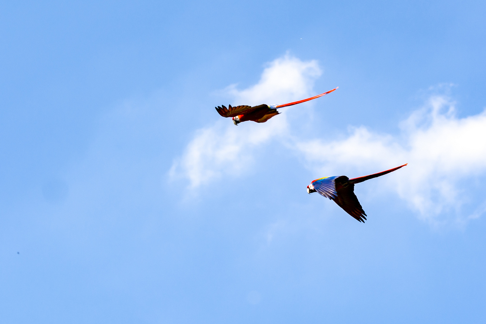 Im Freiflug über dem Vogelpark Walsrode