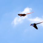 Im Freiflug über dem Vogelpark Walsrode