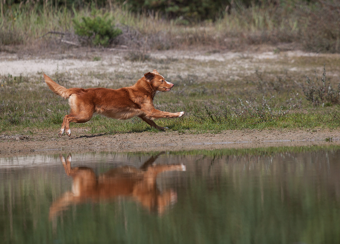 Im Freiflug zu Wasser