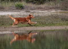 Im Freiflug zu Wasser