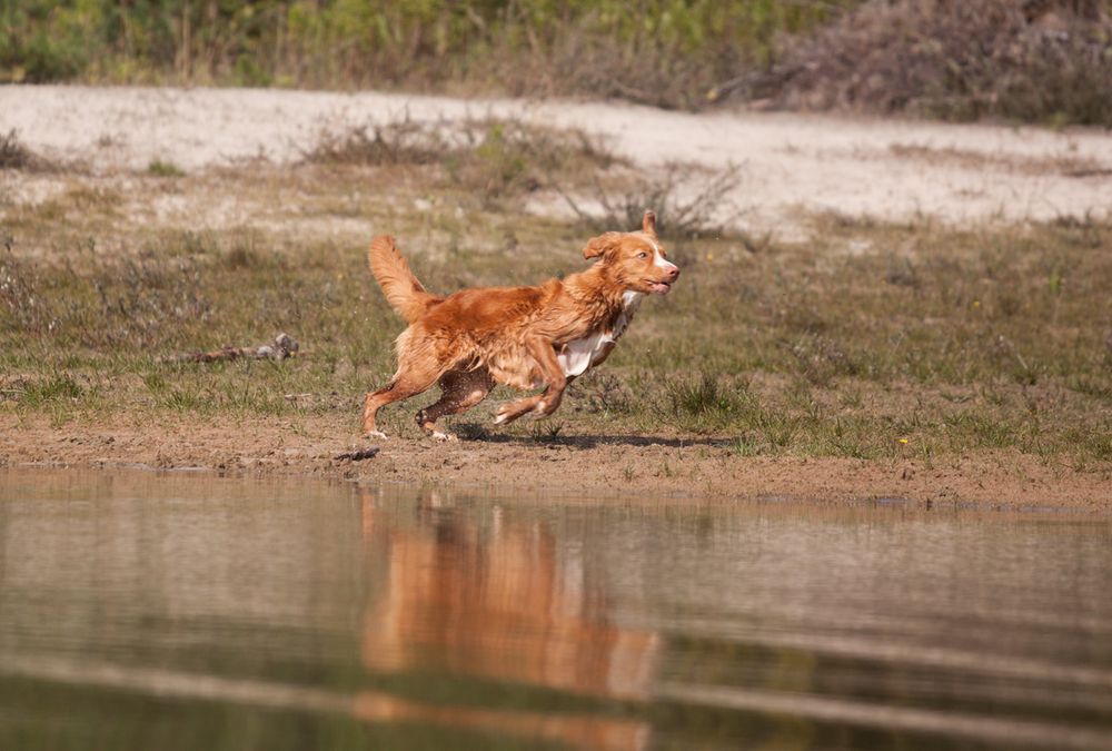 Im Freiflug zu Wasser