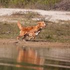 Im Freiflug zu Wasser