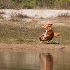 Im Freiflug zu Wasser