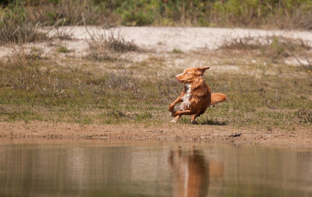 Im Freiflug zu Wasser