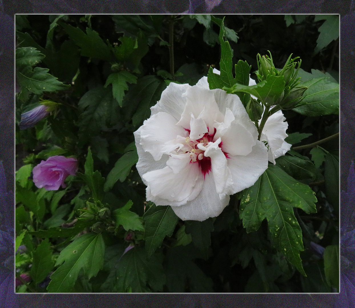 im fremden Garten ... 