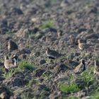 Im Friesischen Geröll versteckt