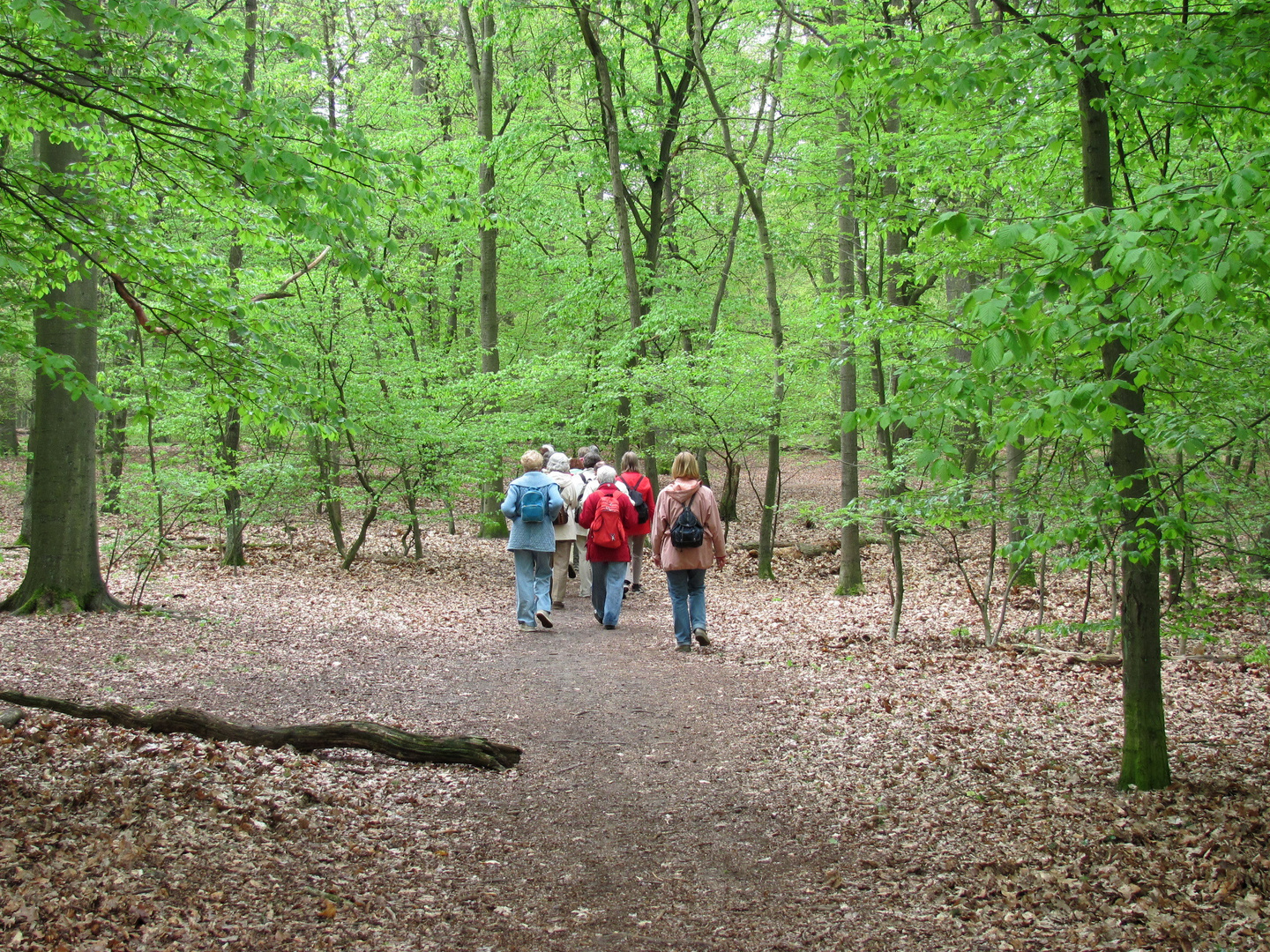 Im frischgrünen Wald auf Wanderschaft