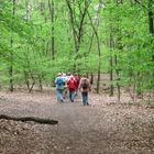 Im frischgrünen Wald auf Wanderschaft