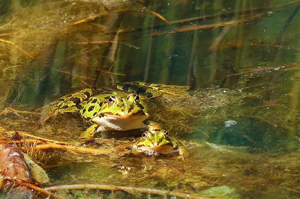 Im Froschtümpel