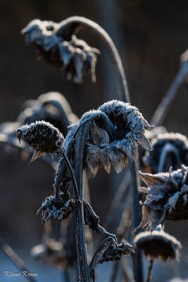 35+ Sonnenblumen Pflanzen Frost, Klassische sommerblumen wie fuchsien