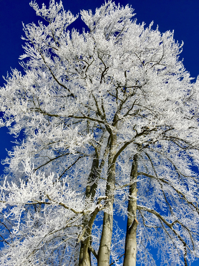 Im frostig weißen Winterkleid erstrahlt der Baum im Sonnenlicht 