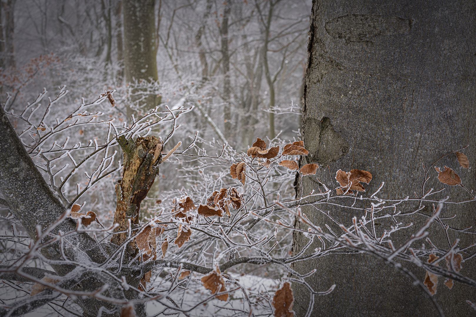 Im frostigen Buchenwald