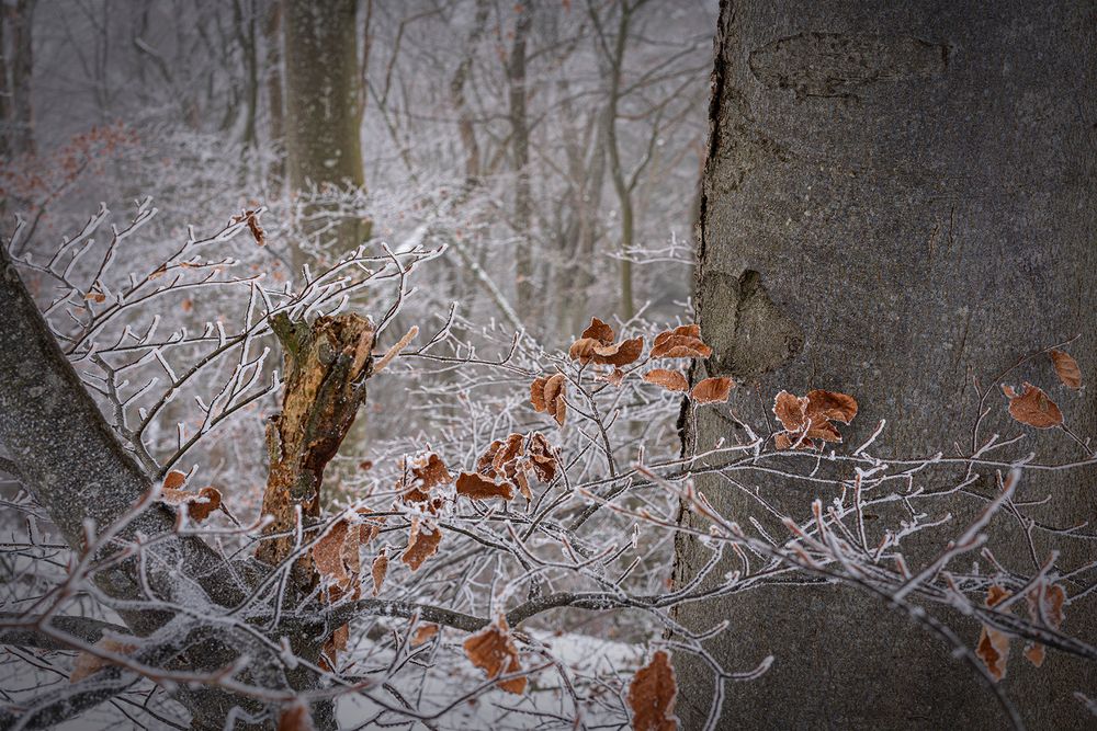 Im frostigen Buchenwald