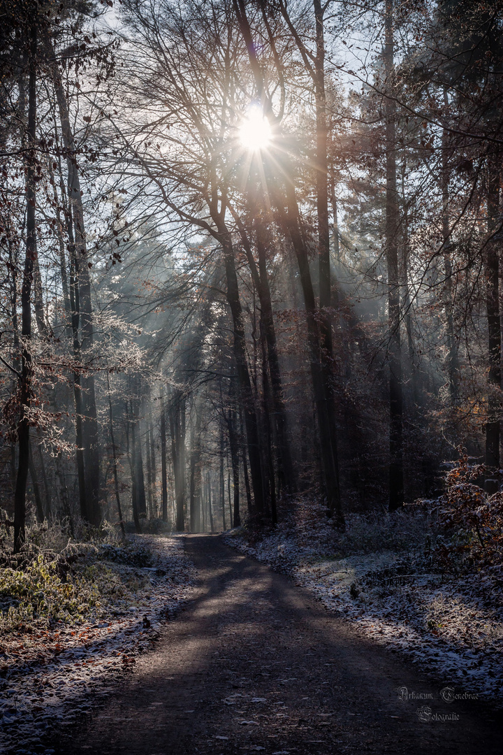 im frostigen Wald