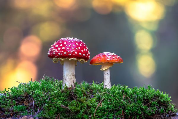 Im frühen Herbstlicht ......