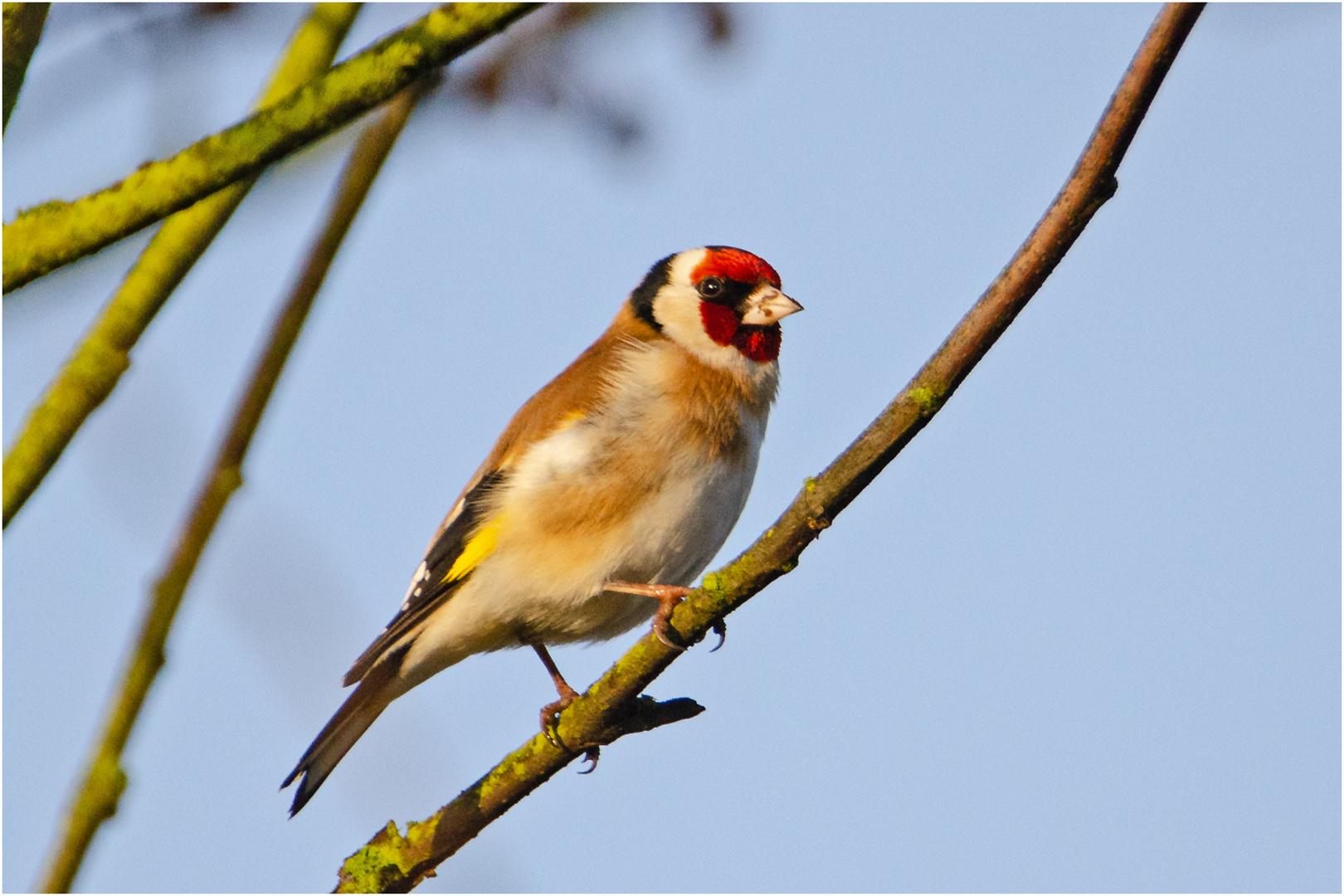 Im frühen Licht des Morgens (2) saß der Distelfink (Carduelis carduelis) . . .