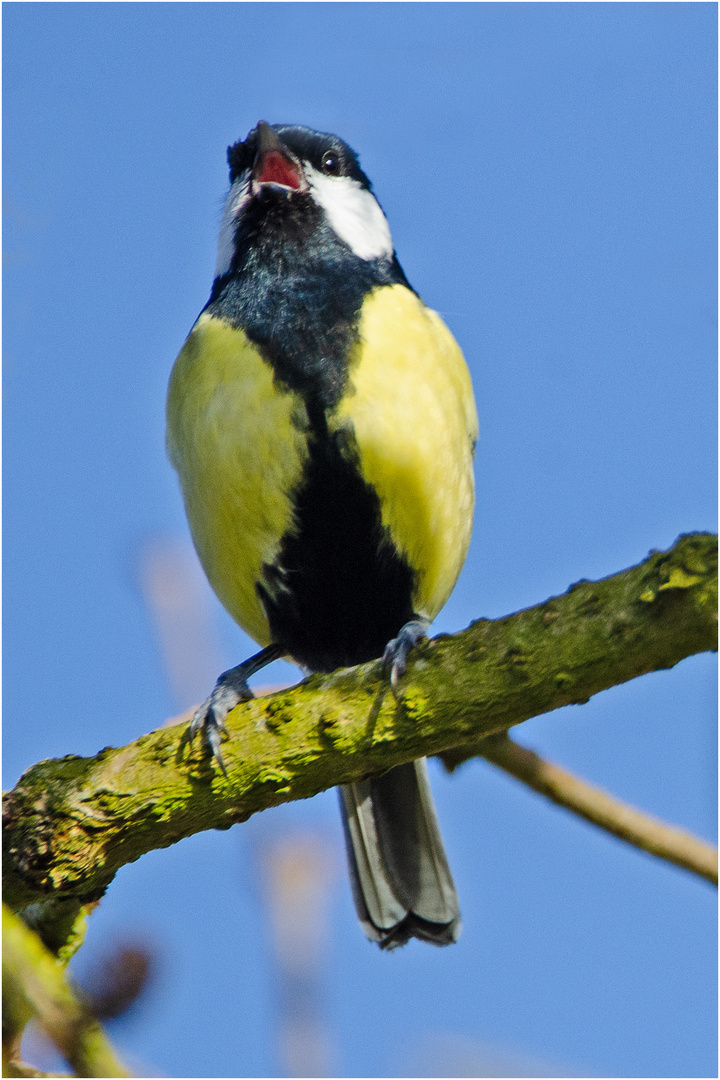 Im frühen Licht des Morgens (3) saß die Kohlmeise (Parus major) . . .