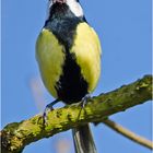 Im frühen Licht des Morgens (3) saß die Kohlmeise (Parus major) . . .