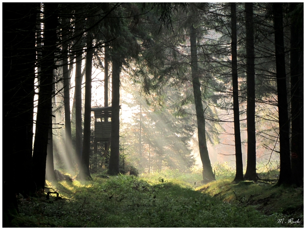 Im frühen Morgenlicht ,