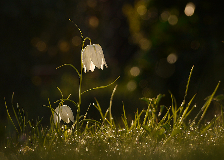 im frühen Morgensonnenlicht.....