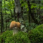 Im Früherbstwald...