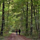 Im frühherbstlichen Wald