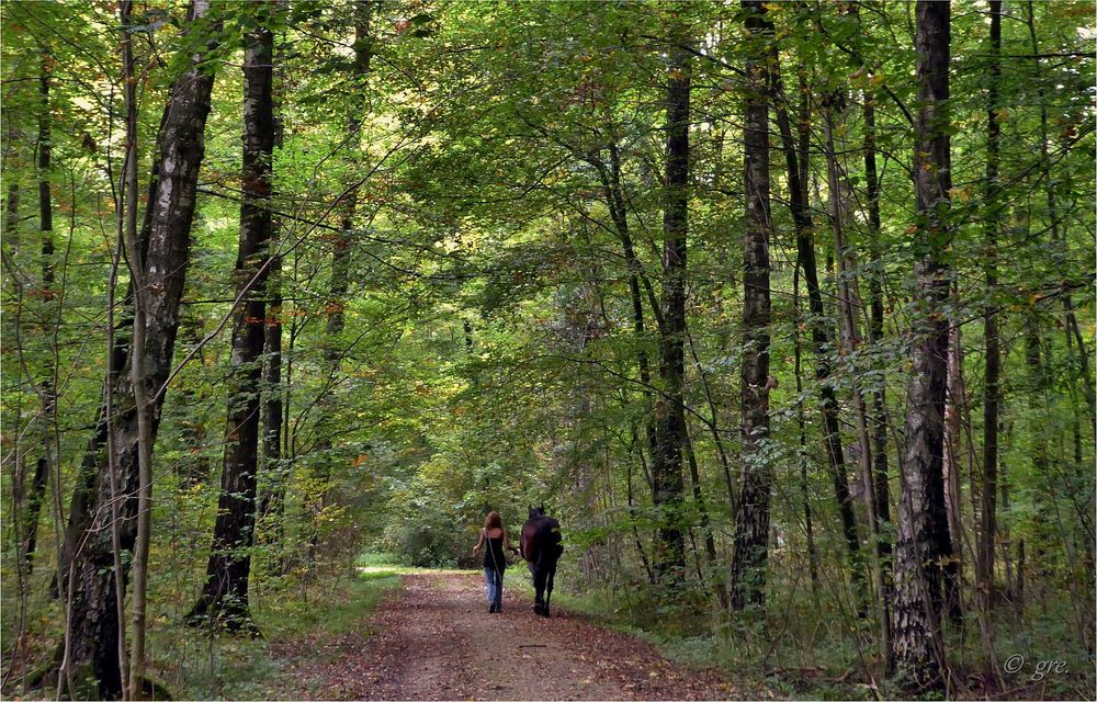 Im frühherbstlichen Wald