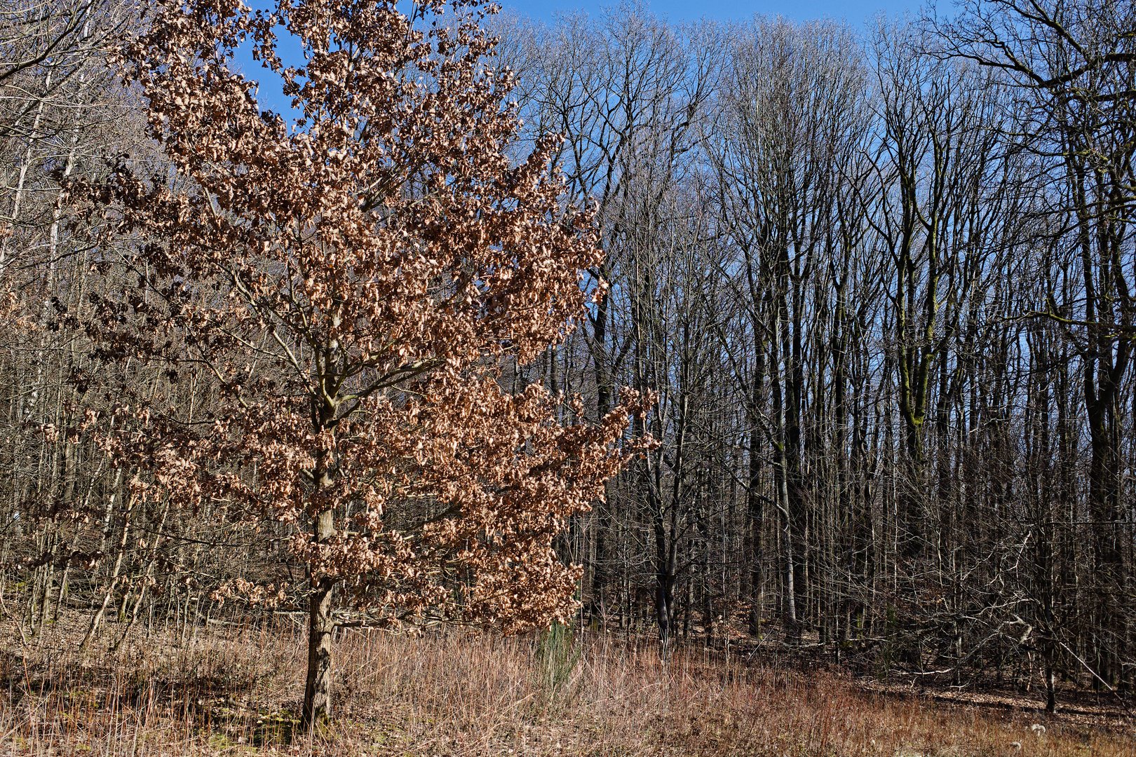 Im Frühjahr auf der Waldlichtung