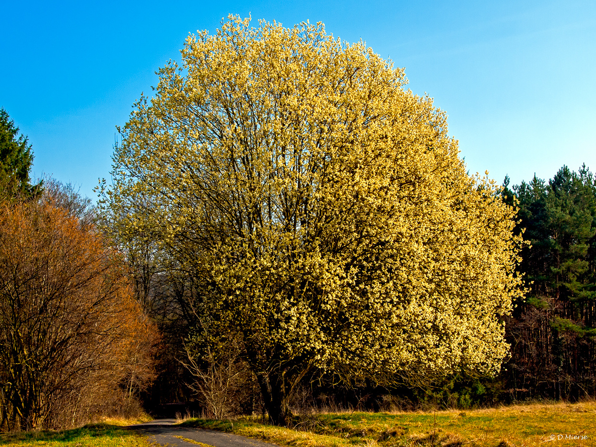 Im Frühjahr