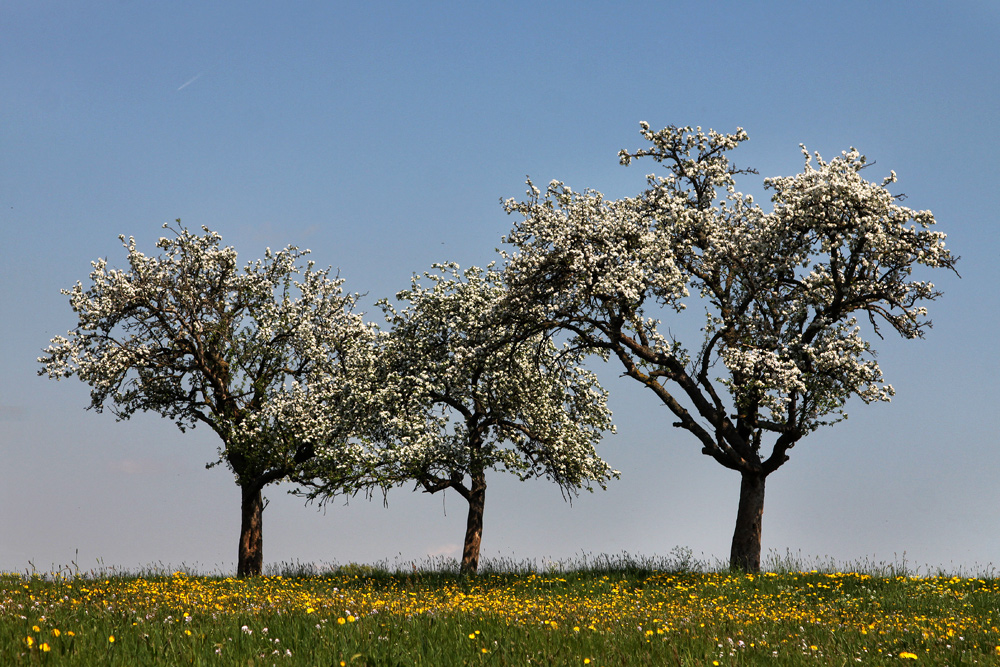 Im Frühjahrsgewand