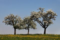 Im Frühjahrsgewand