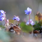 im Frühligssonnenlicht