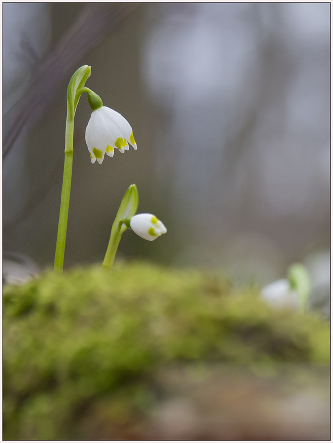 ..im Frühligswald