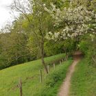 Im Frühling