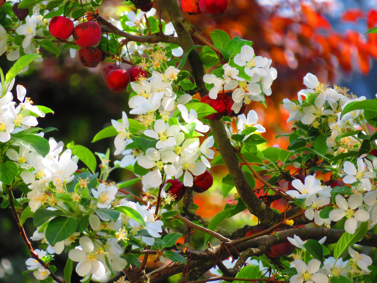 im Frühling (2)