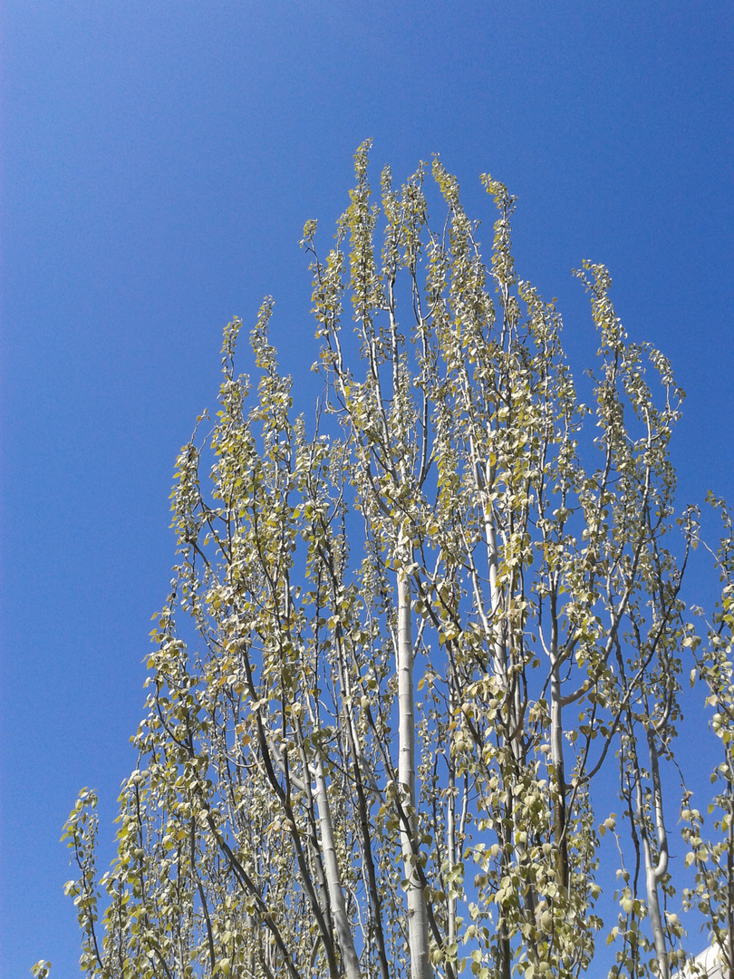 im Frühling